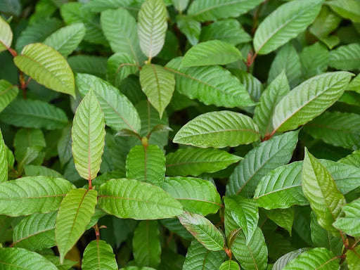 Green leaves