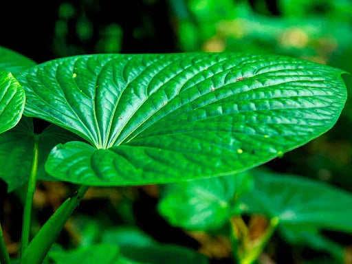 The Best Kava for Any Situation