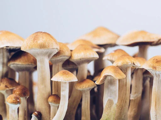 dozens of mushrooms with long stalks