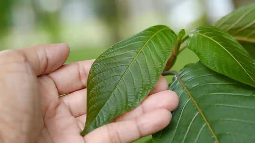 Understanding the Role of the American Kratom Association