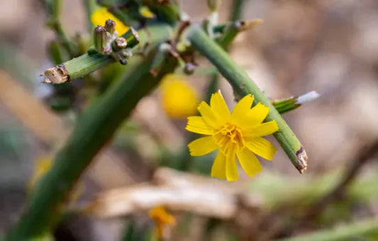 What Are Botanical Alternatives? A Beginner’s Guide