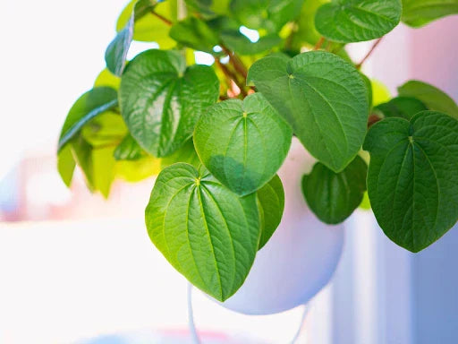 kava plant - green heart-shaped kava leaves