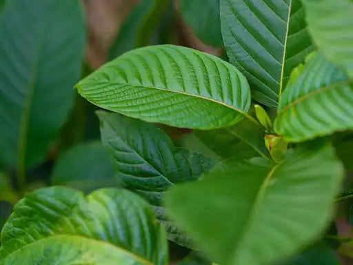 Best Kratom for Euphoria