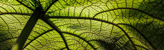 What is the Difference in Green, Red, and White Kratom?