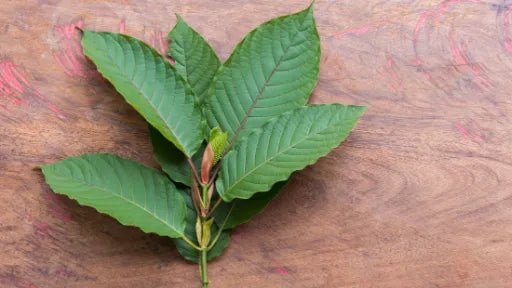 The Roots of Red Bali Kratom: From Leaf to Relief