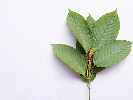 All About White Vein Kratom: Effects, Benefits, & More