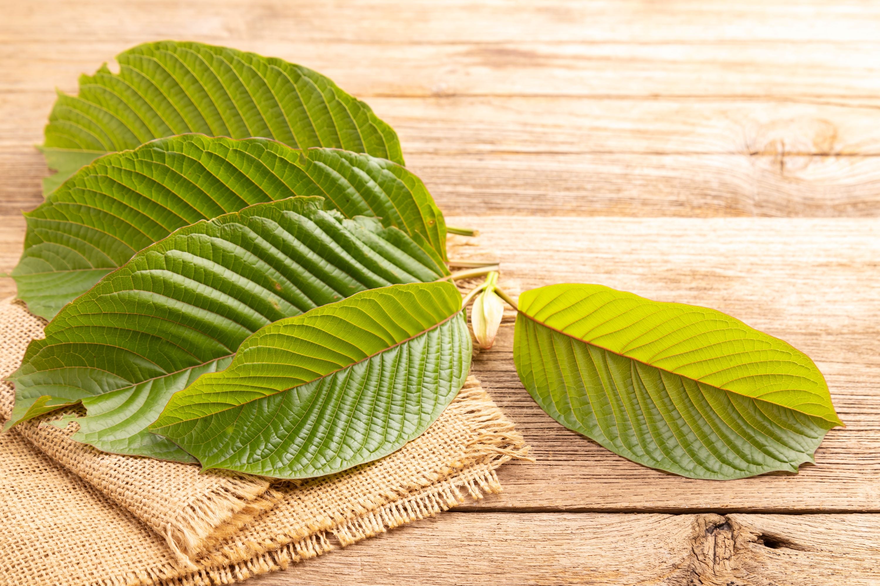 Kratom 101: Effects, Potential Risks, and Safety Tips