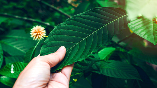 What Are The Benefits of Kratom?